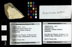 Foto (Objekt + Etiketten) von Ambulocapsa sentosa (Robins, 2013) 